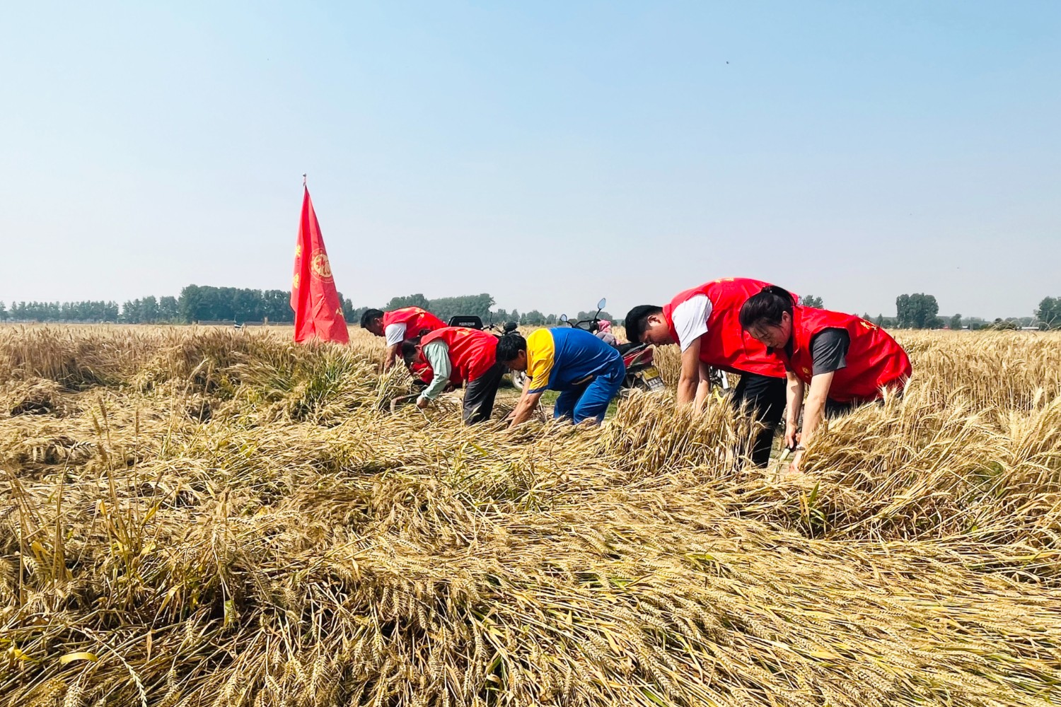 5月25日平輿服務區針對周邊農戶機收作業難以覆蓋的倒伏小麥采取鐮割方式,組織開展“三夏幫扶”活動。(拍攝者2:吳向前 18836063739).jpg
